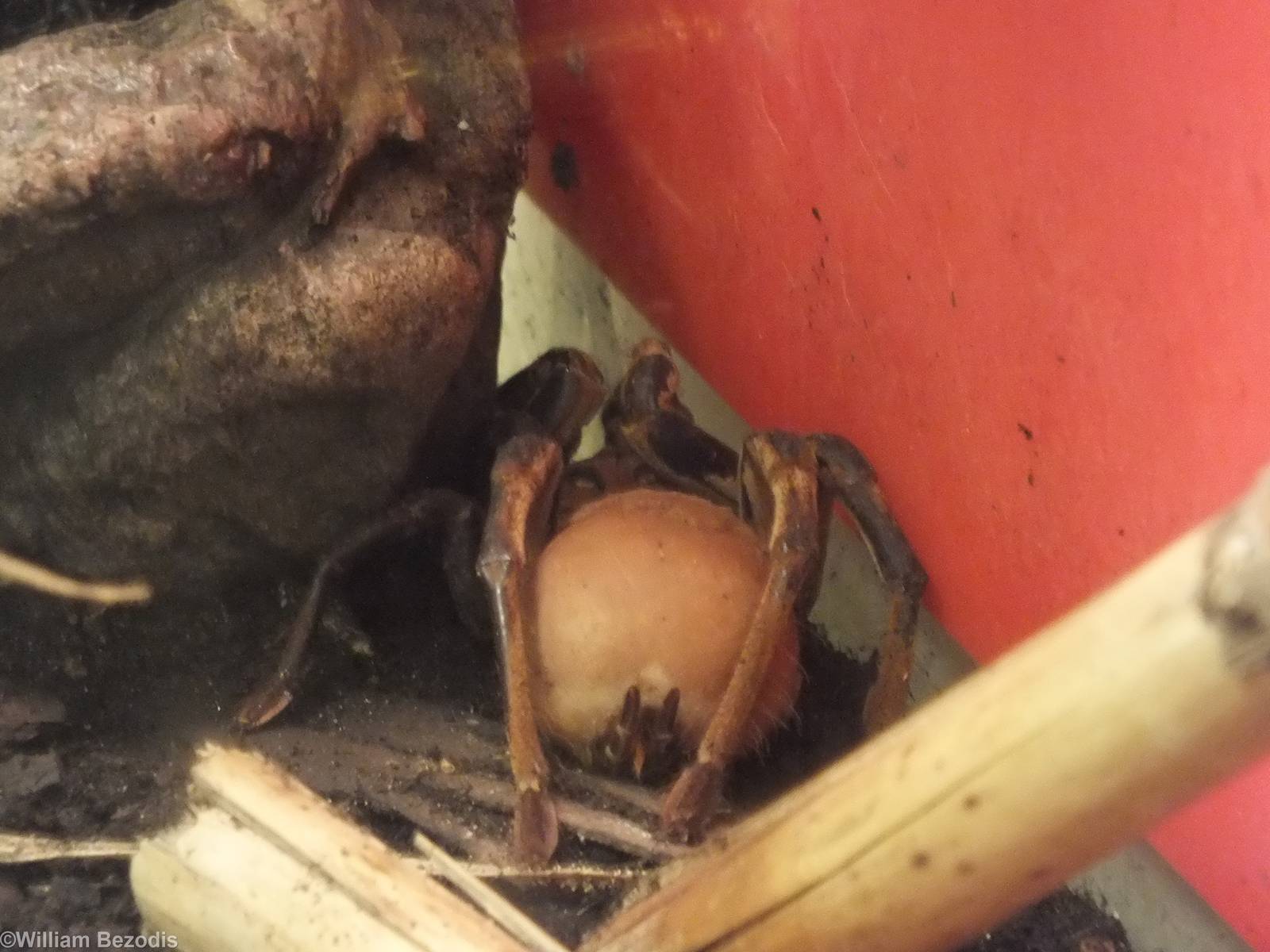 Theraphosa stirmi - 'The Fascinating World of Spiders and Scorpions' Exhibi