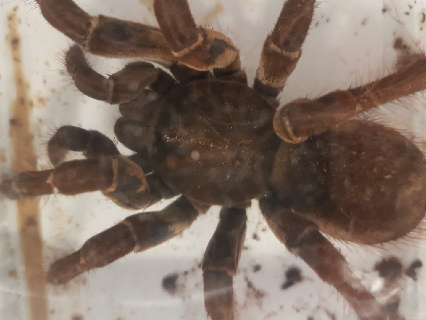 Theraphosa stirmi