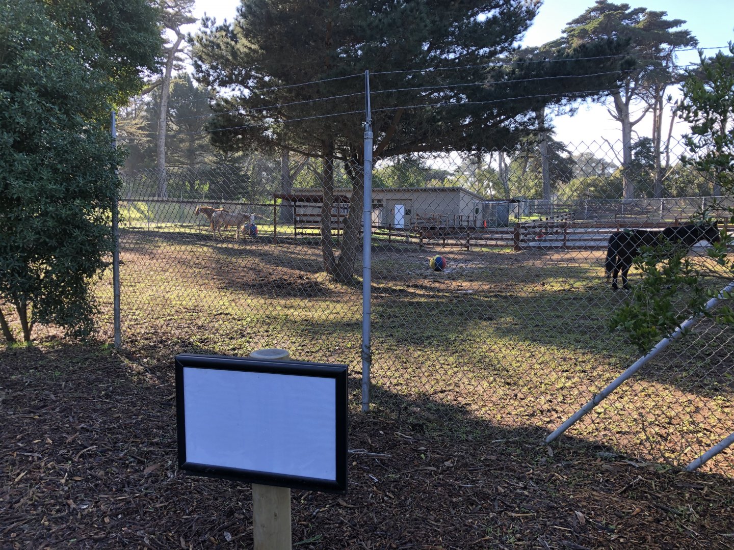 Therapy horse paddocks