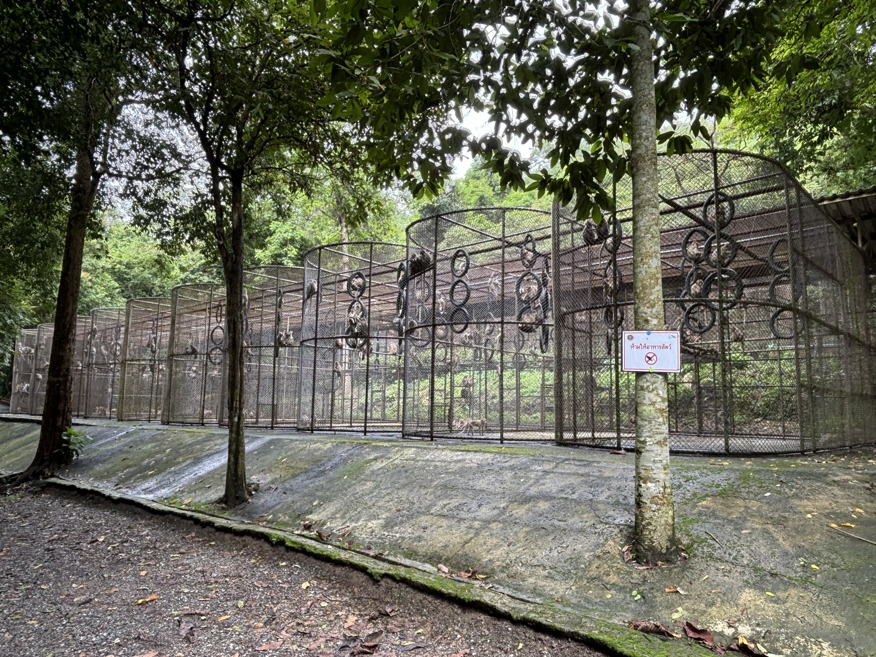 There are 1,200 Crab-eating Macaques
