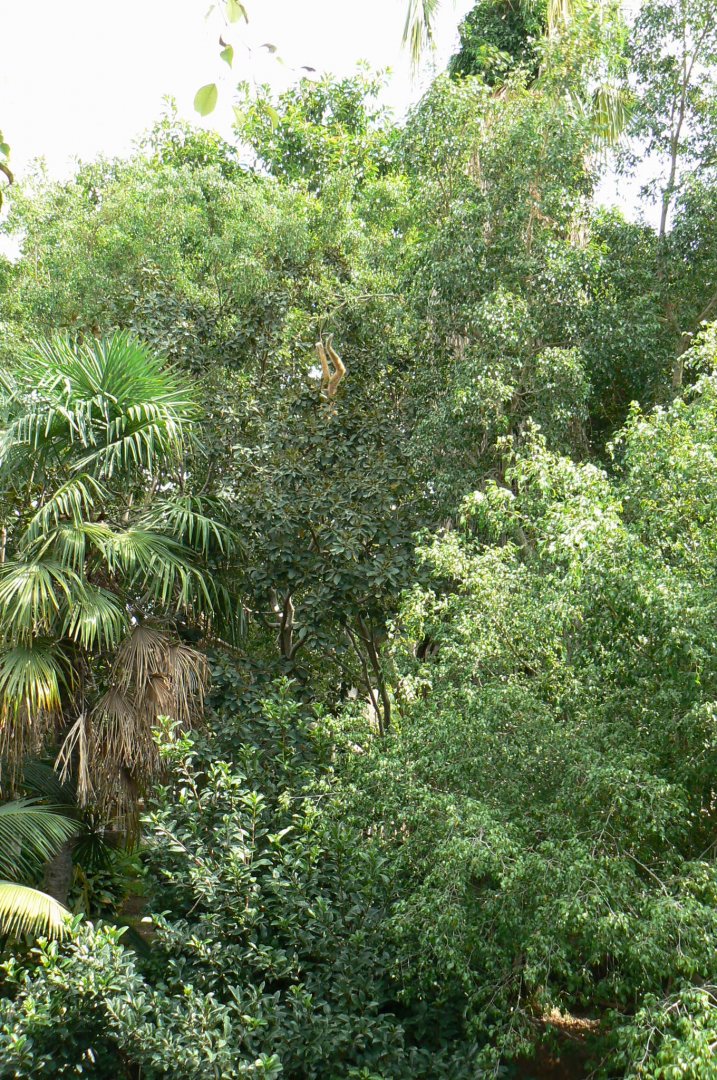 There is a gibbon on this picture !