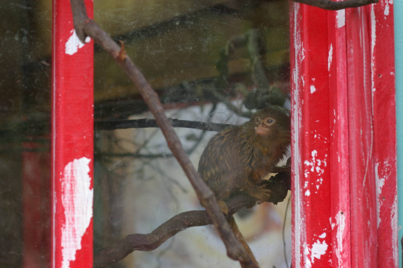there is a marmoset in my window!