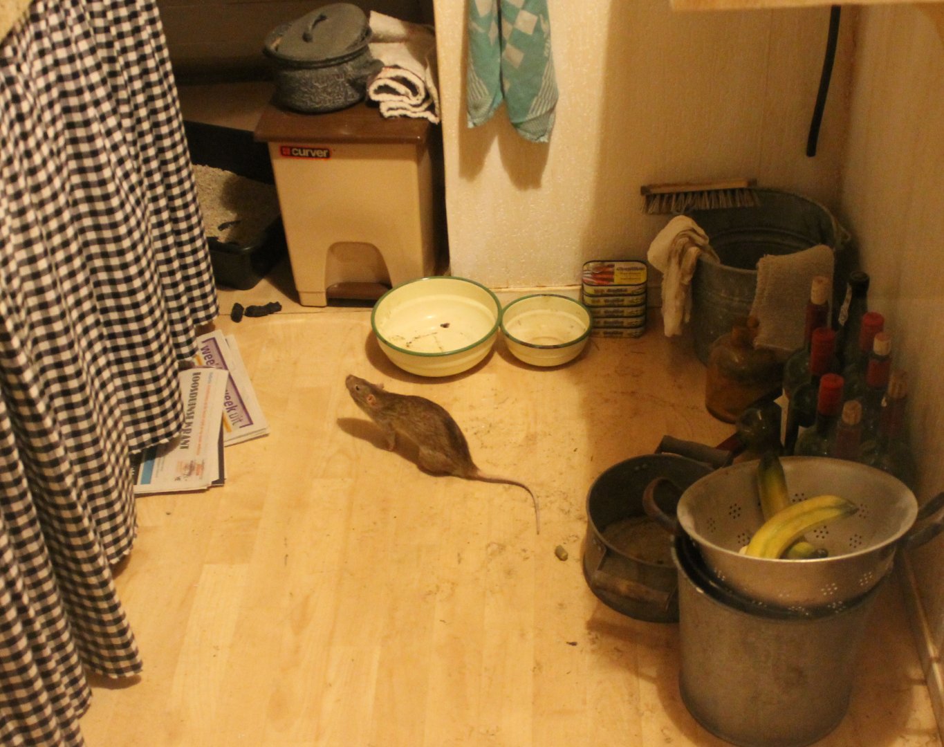 There is a rat in the kitchen.....