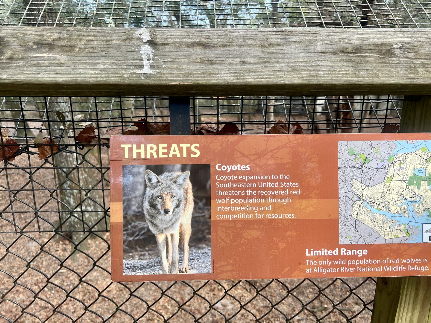 There is one reason the Red Wolf’s recovery is threatened…starts with a “C” and ends with a “oyote”