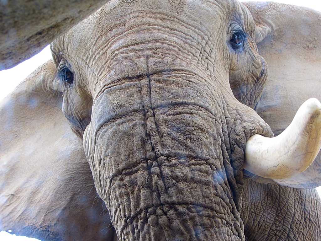 There is Something Magical in the Eyes of an Elephant
