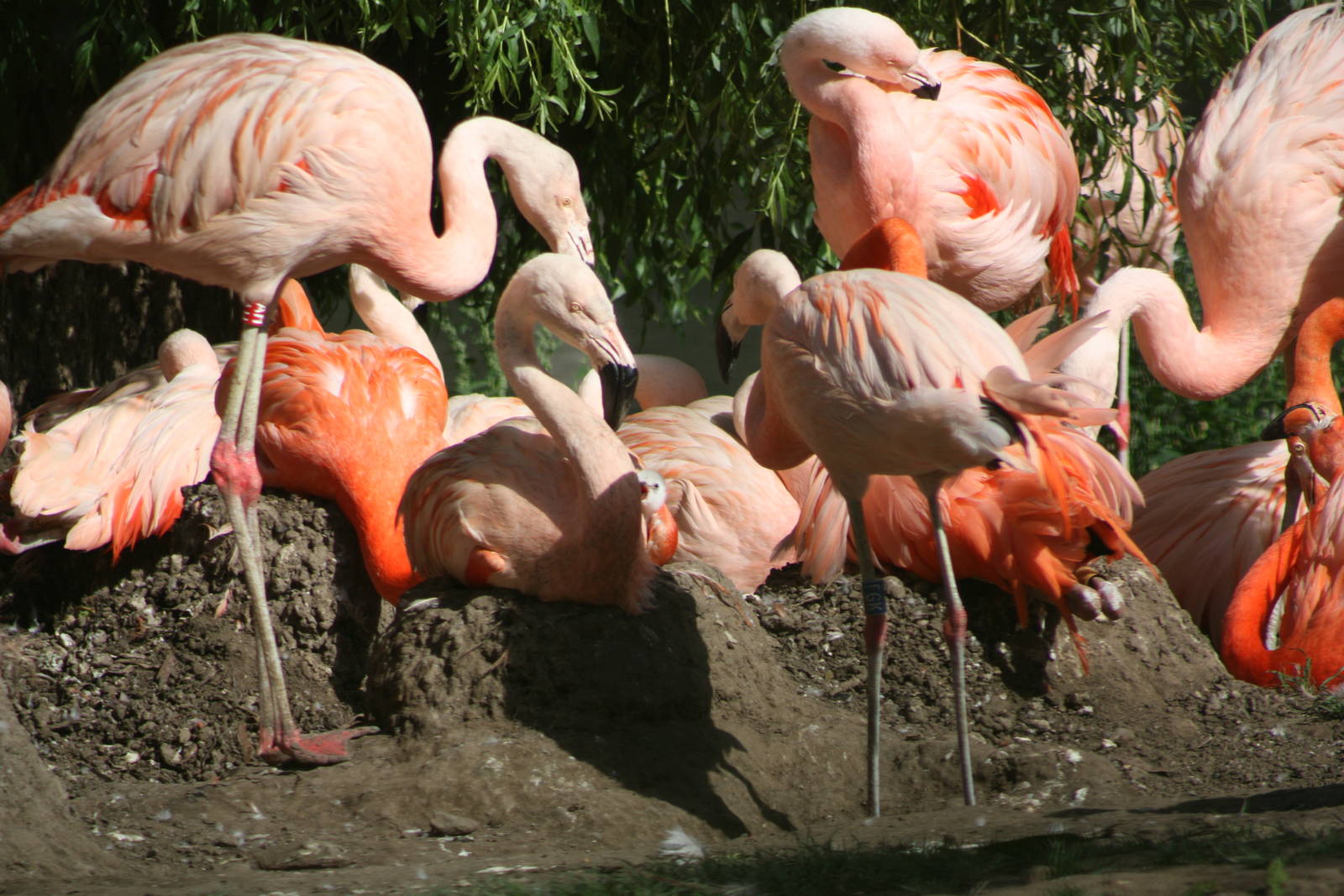 There is the chick I, 4th August 2014
