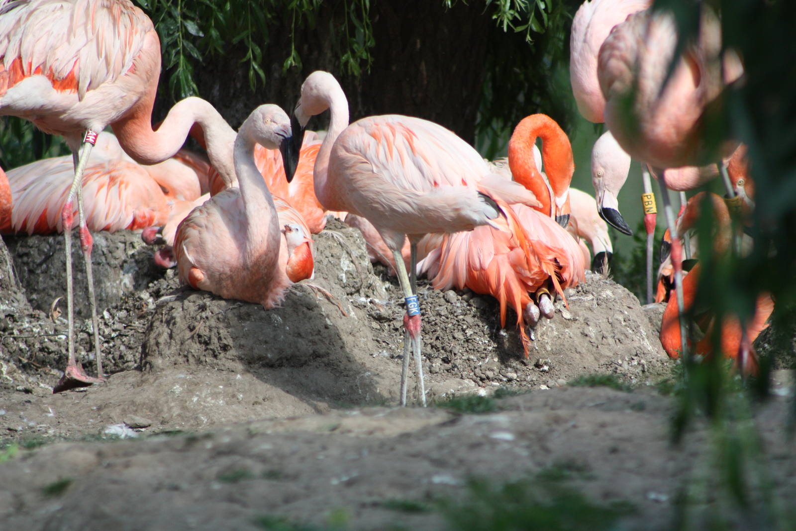 There is the chick II, 4th August 2014