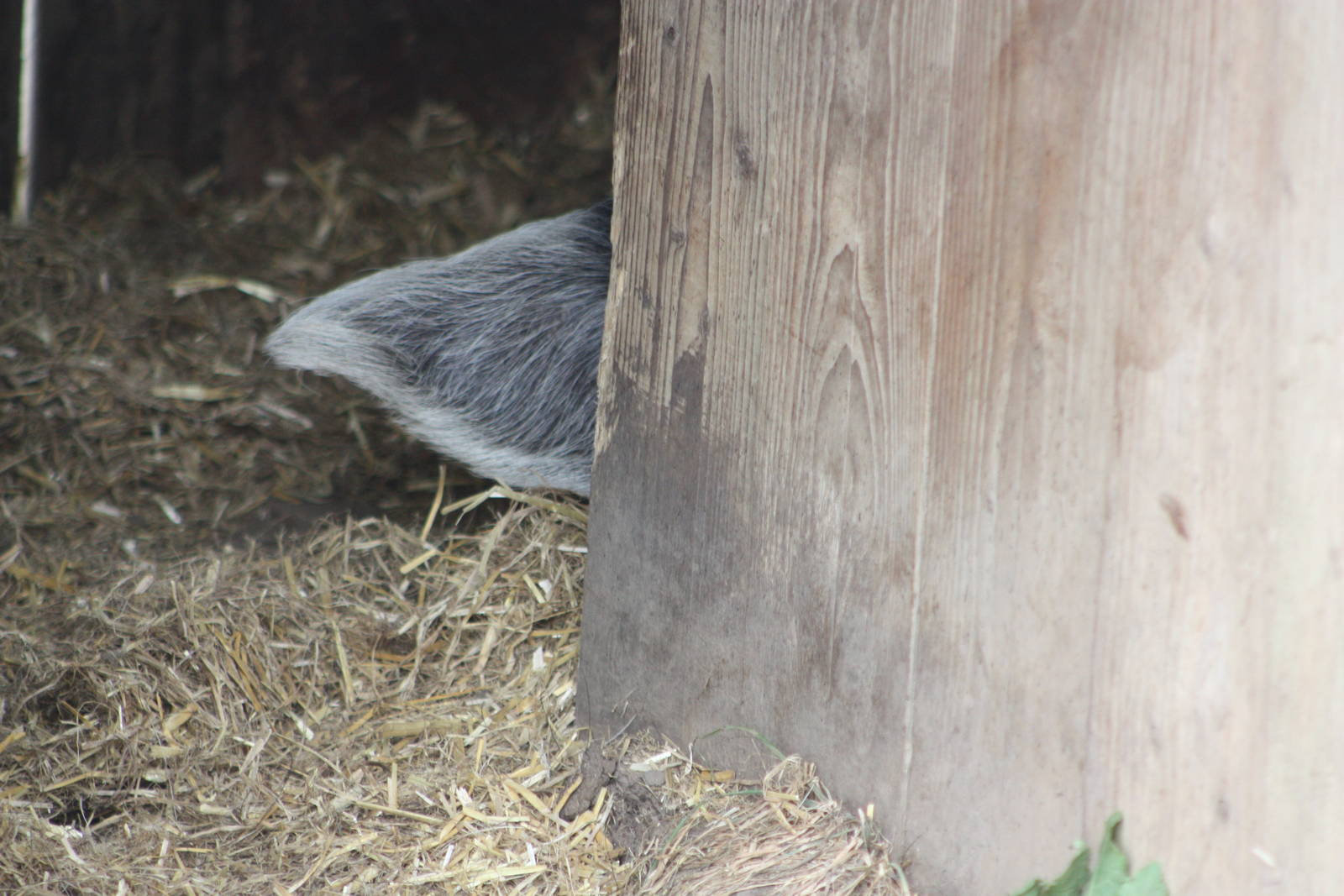 There must be a joke here about a poor photograph, 21st August 2014