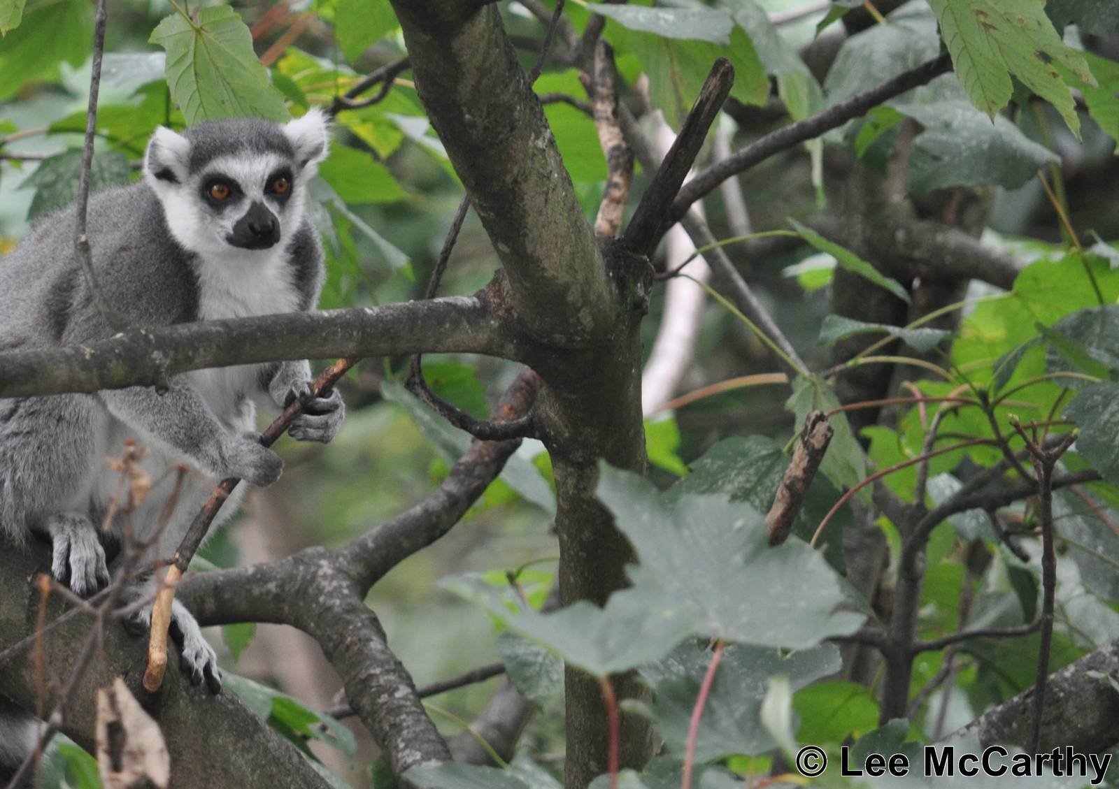 There really is Lemurs on Lemur Island!