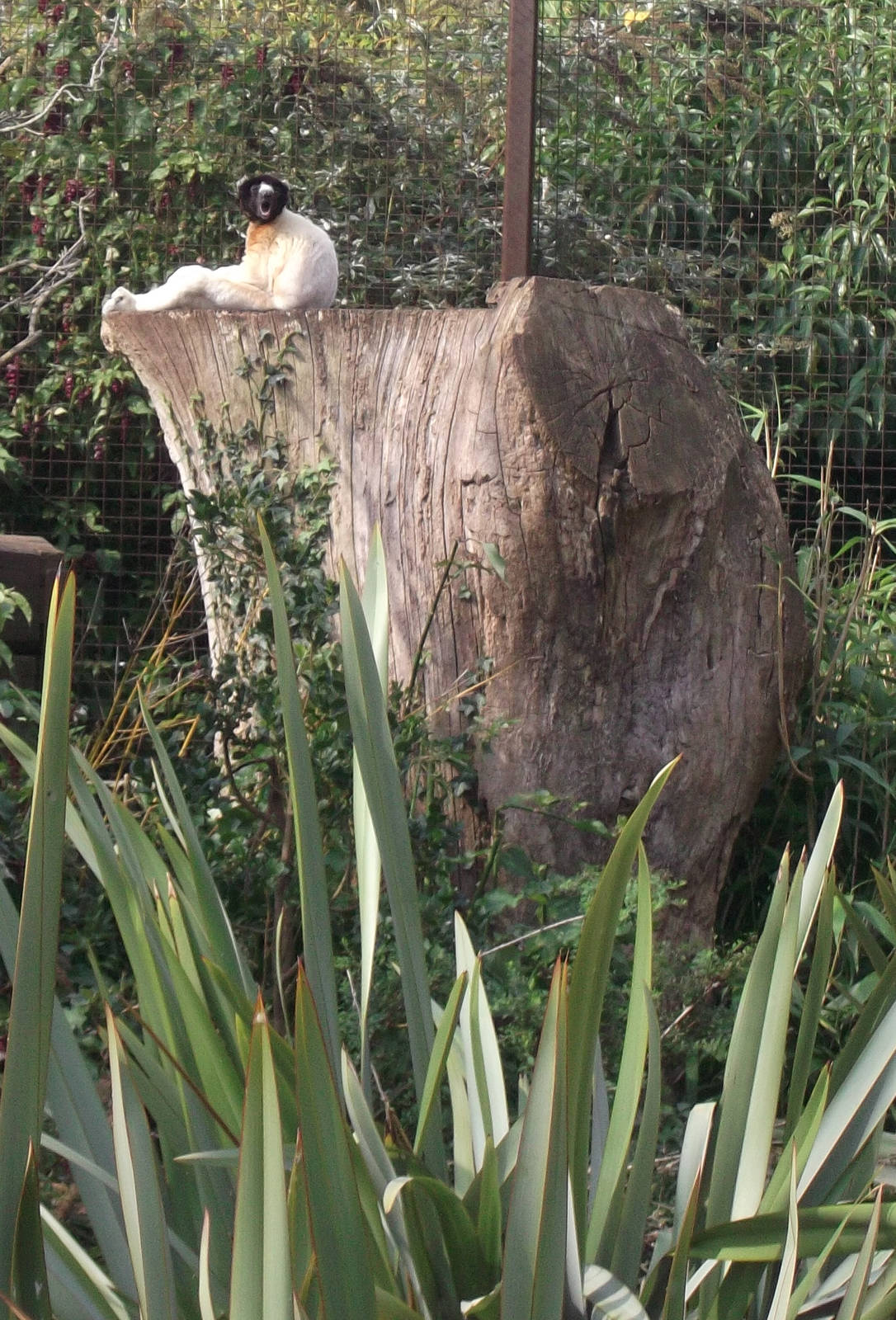 There`s a tired Sifaka there somewhere ...