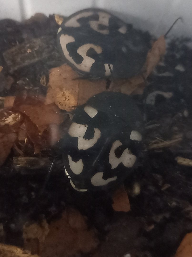 Therea olegrandjeani