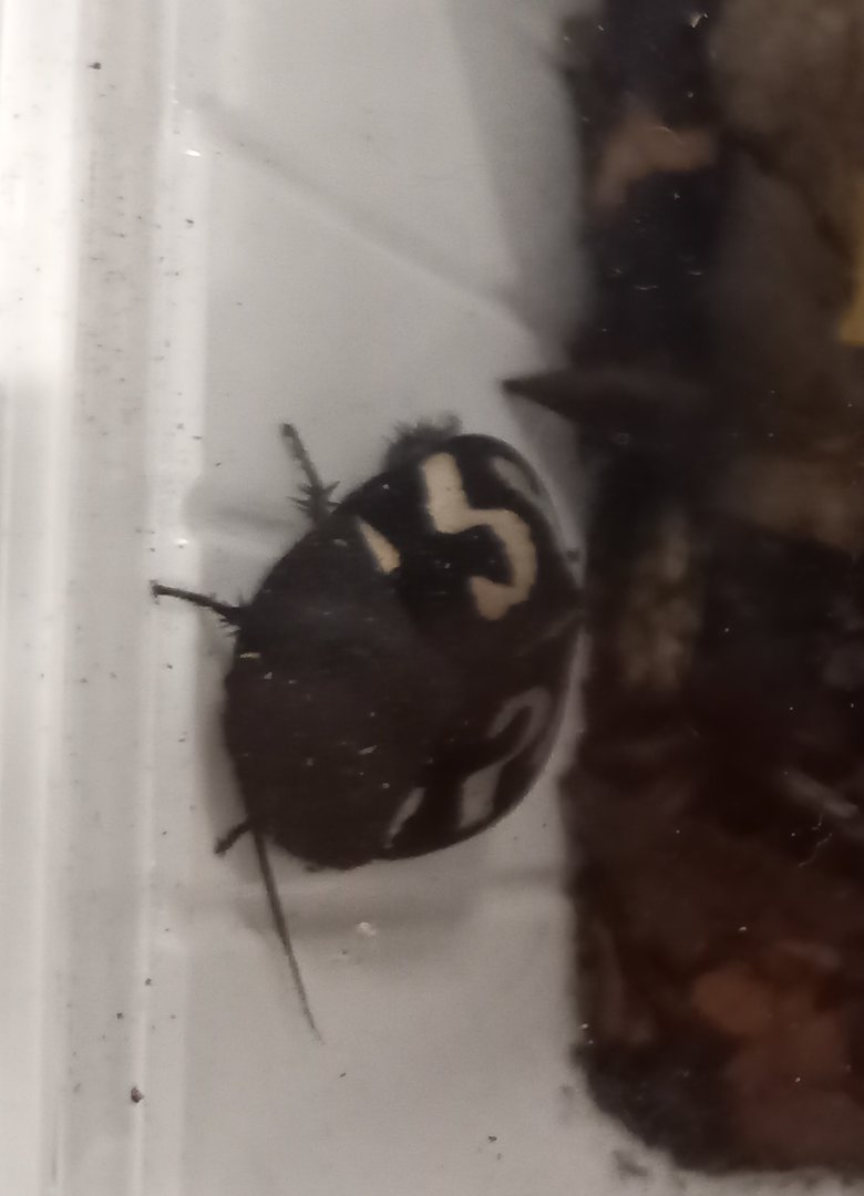 Therea olegrandjeani