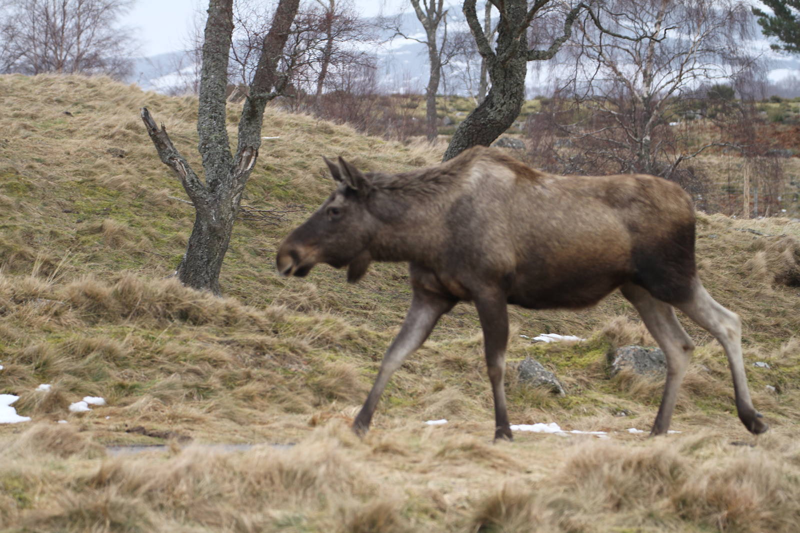 There's a Moose loose aboot the hoose