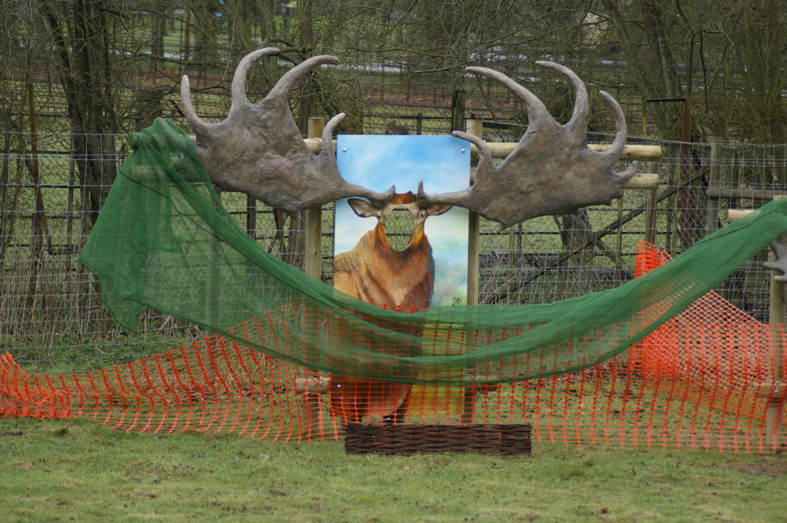 There's a moose loose about......