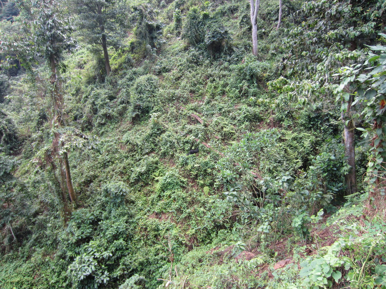 There's a Mountain Gorilla in this photo ....