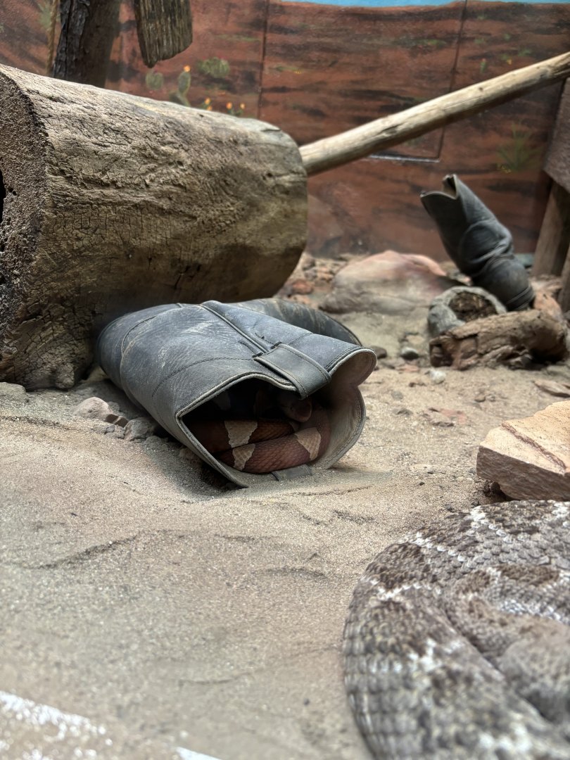 There’s A Snake In My Boot