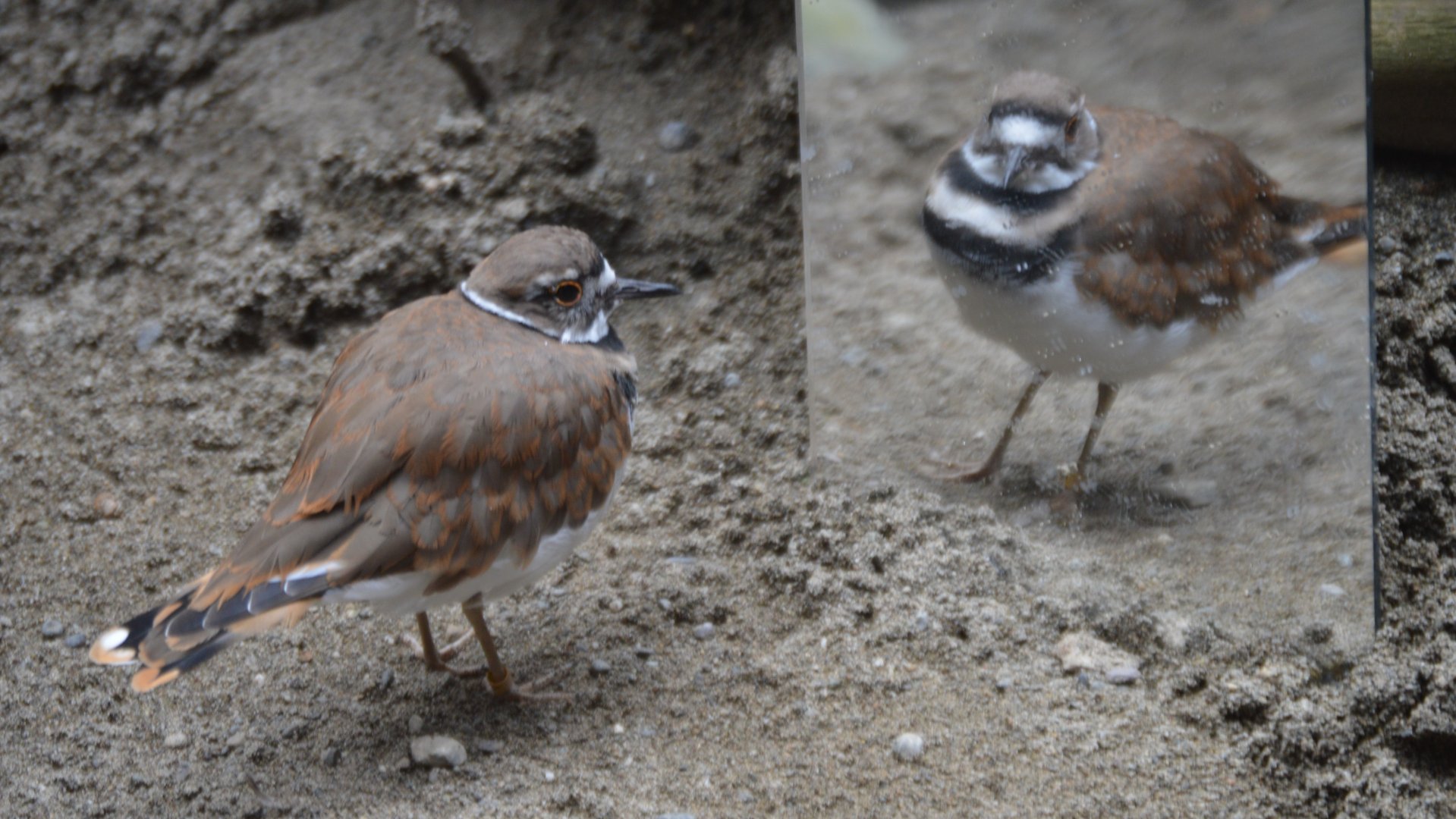 There's much to be said about vanity (Charadrius vociferus vociferus)
