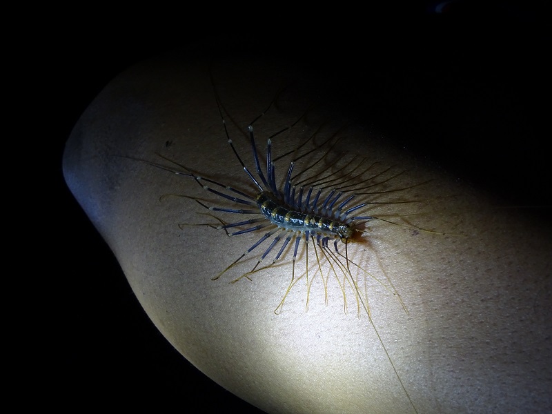 Thereuopoda longicornis