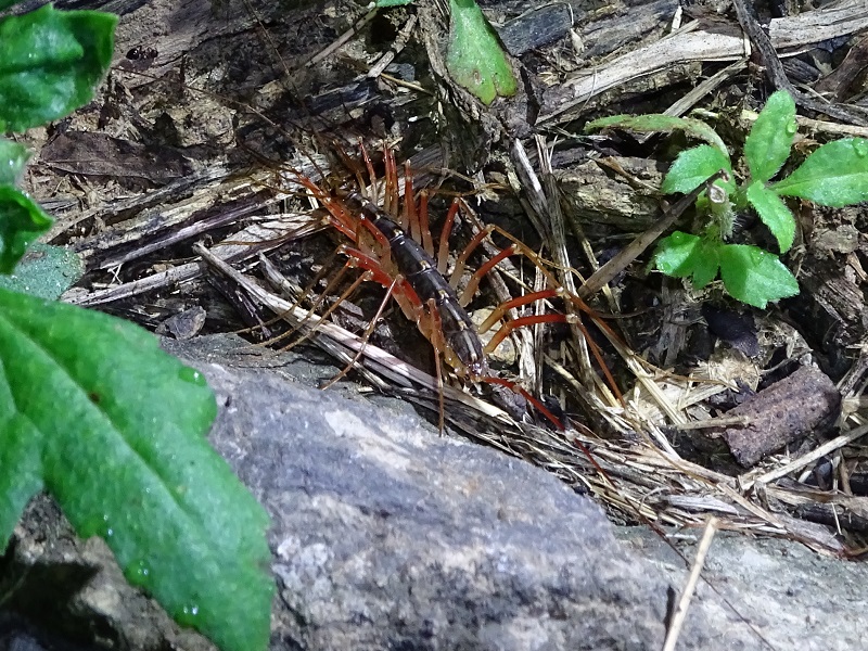 Thereuopoda longicornis