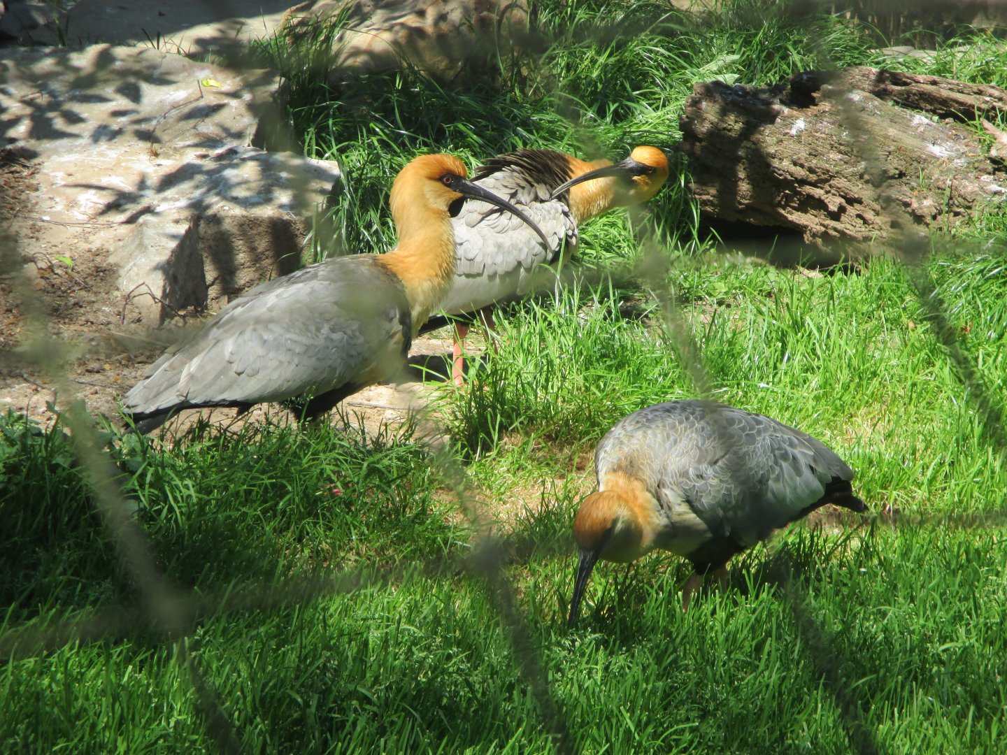 Theristicus melanopis