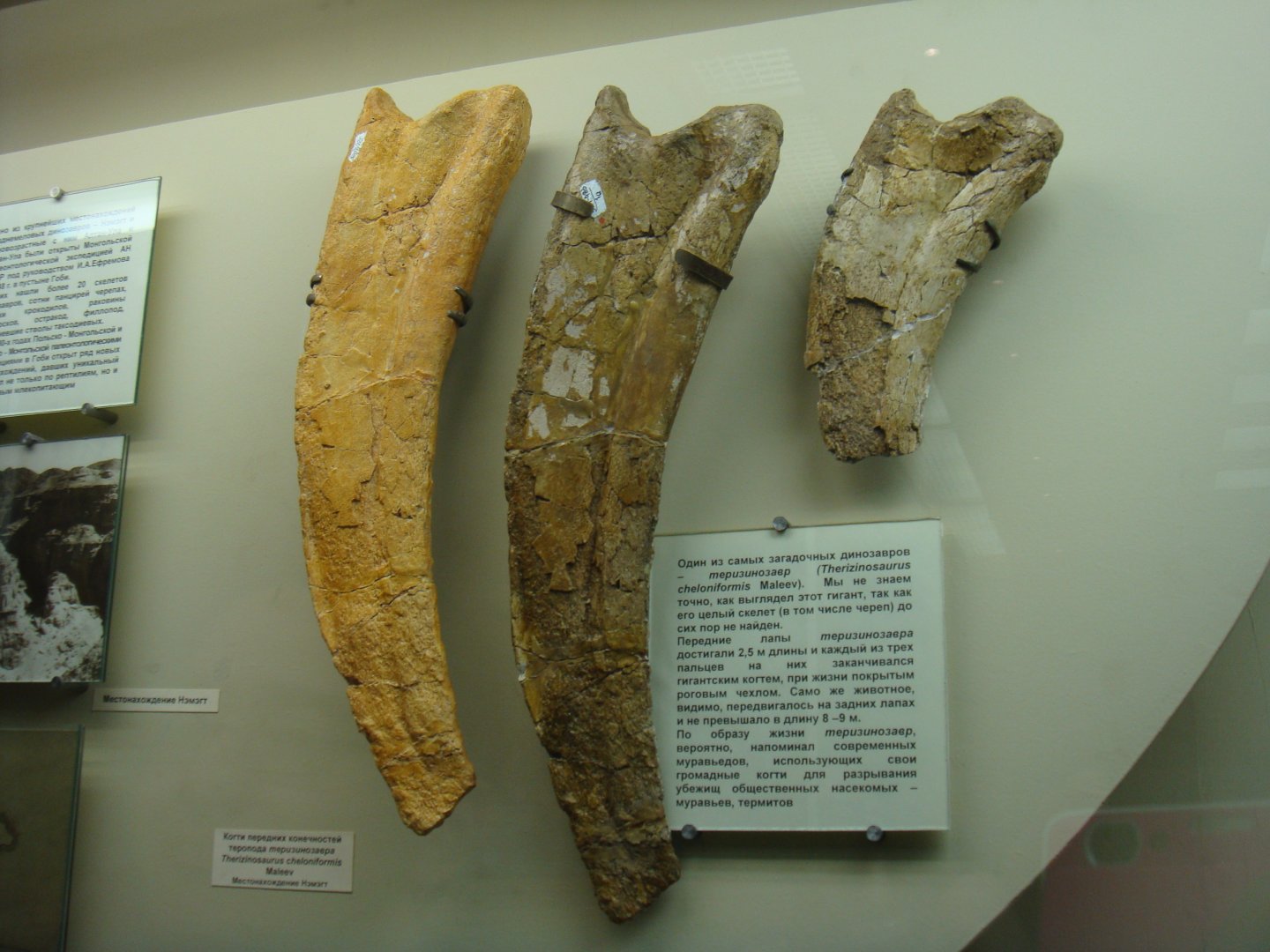 Therizinosaurus cheloniformis claws
