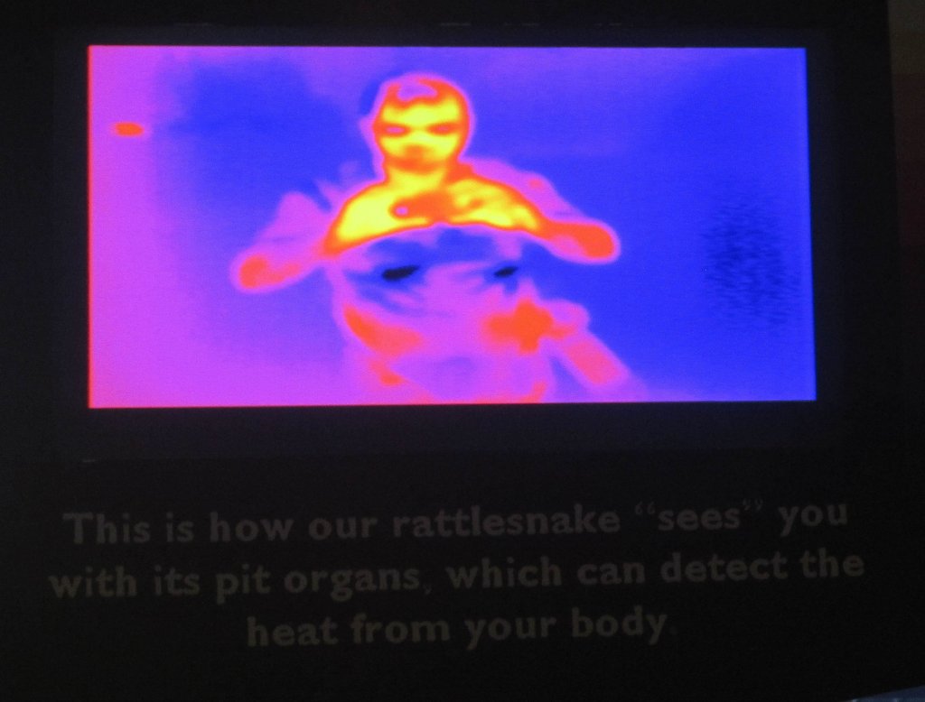 Thermal imaging display in Reptile House