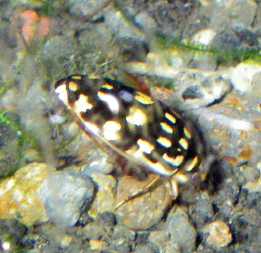 Thermonectus marmoratus
