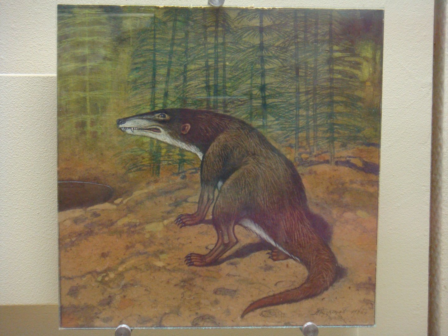 Therocephalian reconstruction