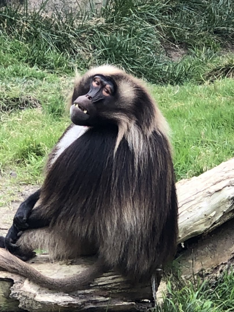 Theropithecus gelada (Gelada)