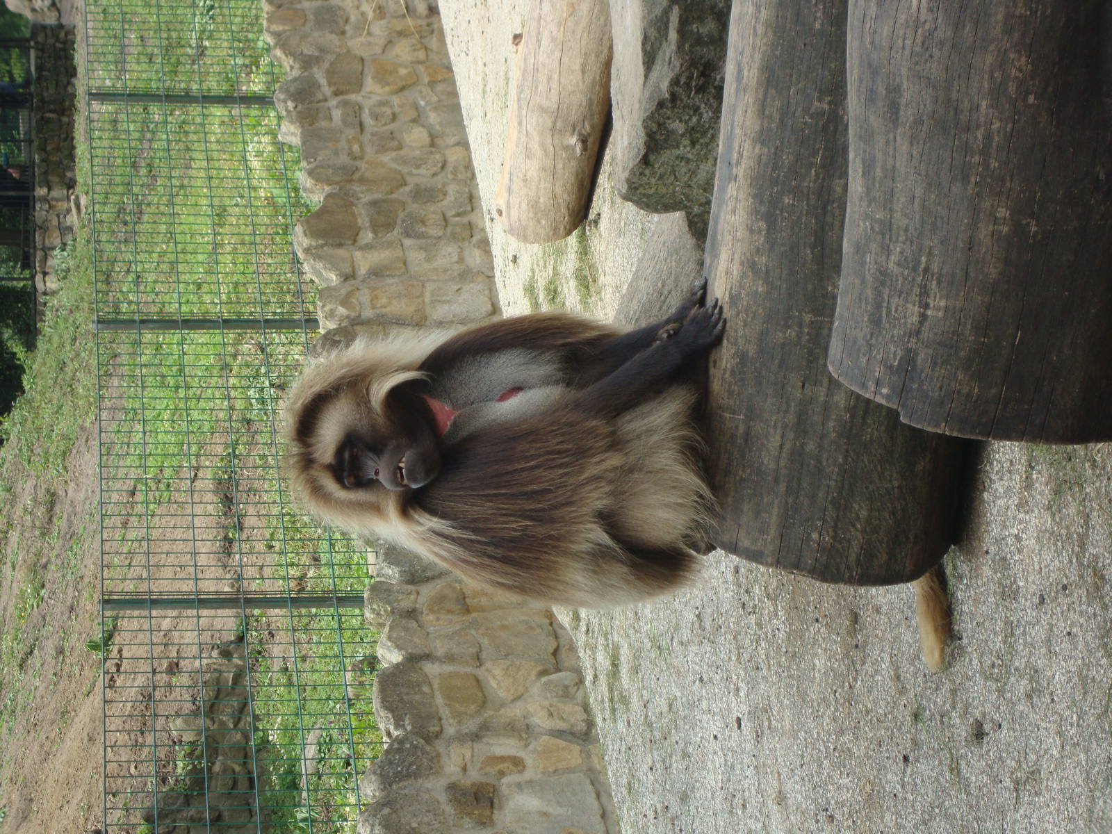 Theropithecus gelada