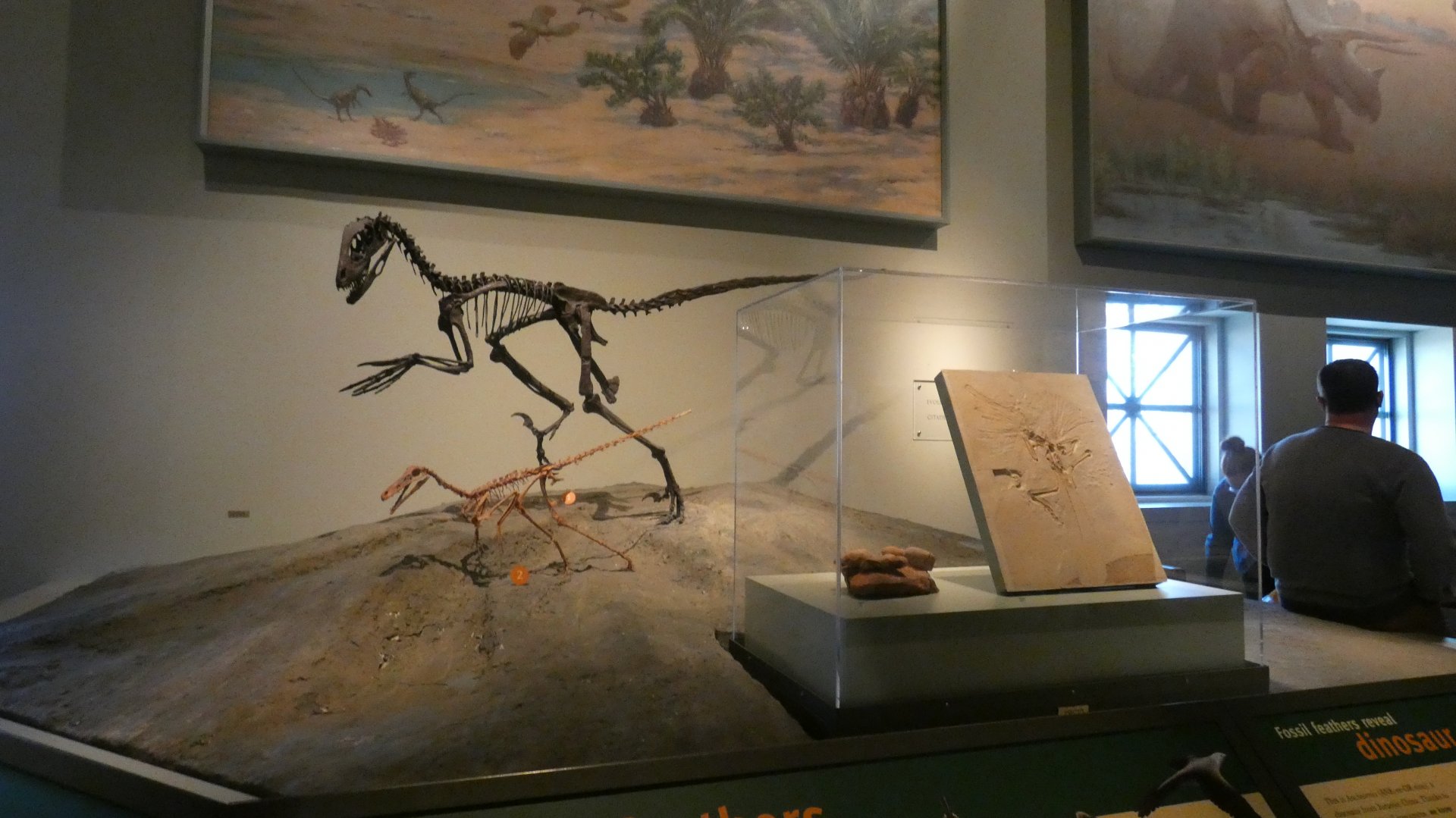 Theropod Dinosaurs (Unspecified), The Hall of Dinosaurs, Evolving Planet - Feb. 2022