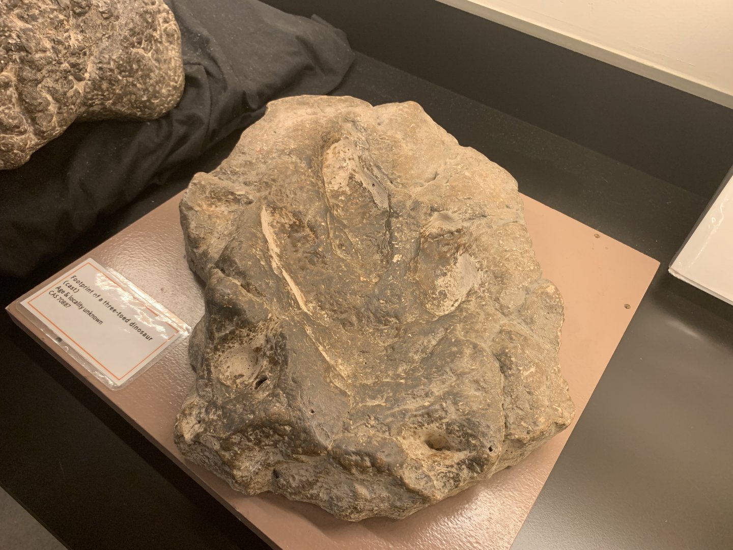 Theropod footprint cast