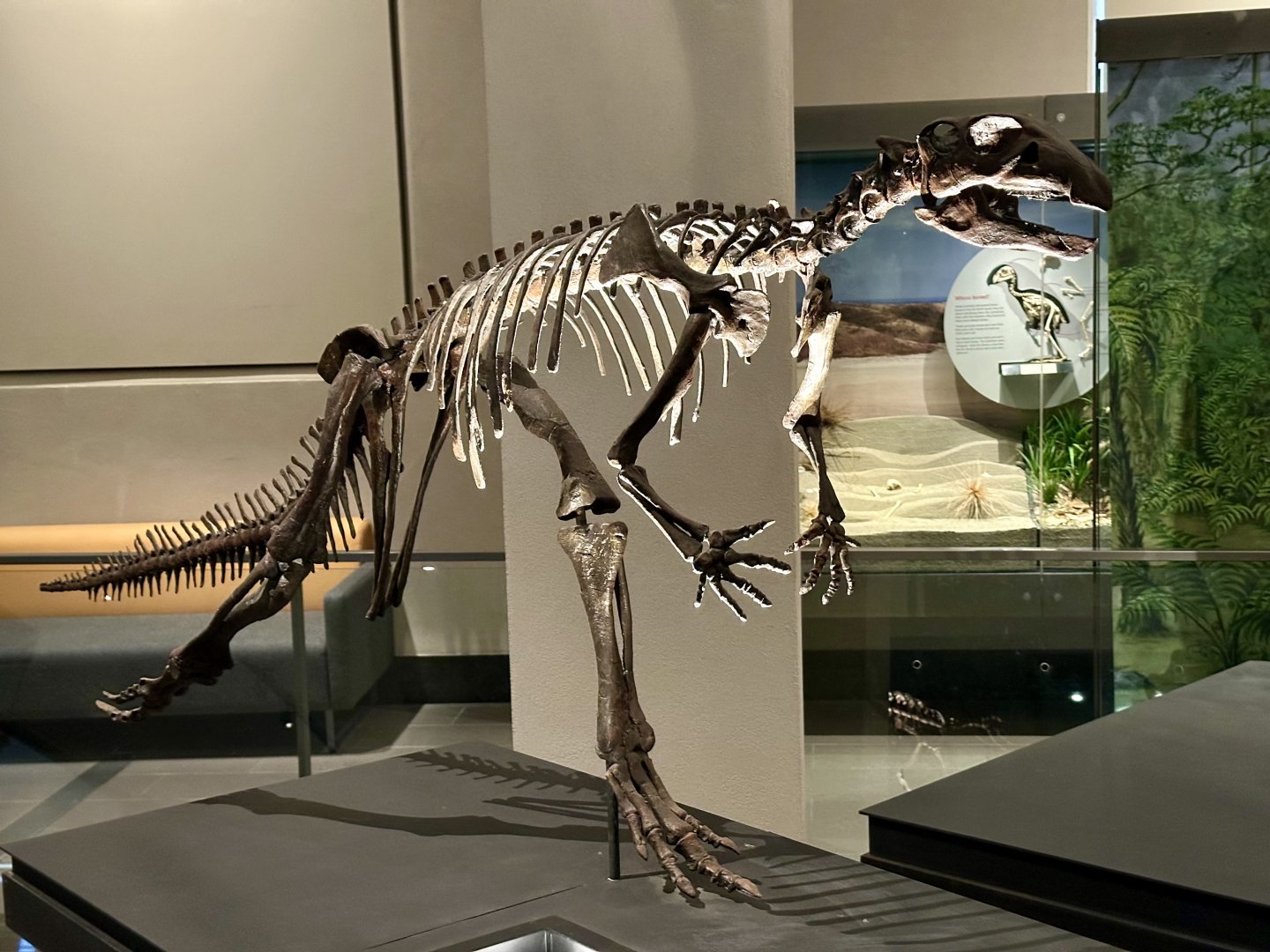 Thescelosaurus (Skeleton)