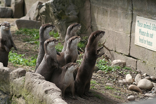 These otters can read!