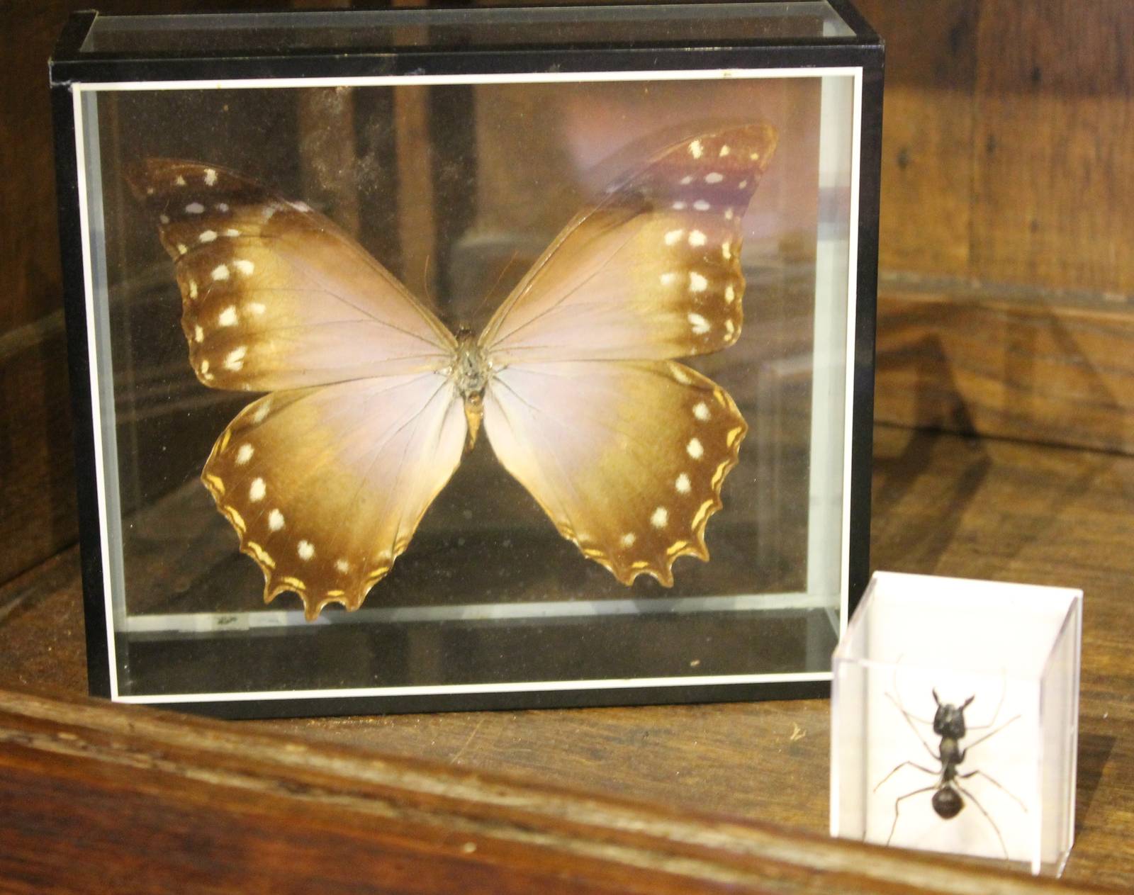 Theseus morpho ant and - I mean and ant