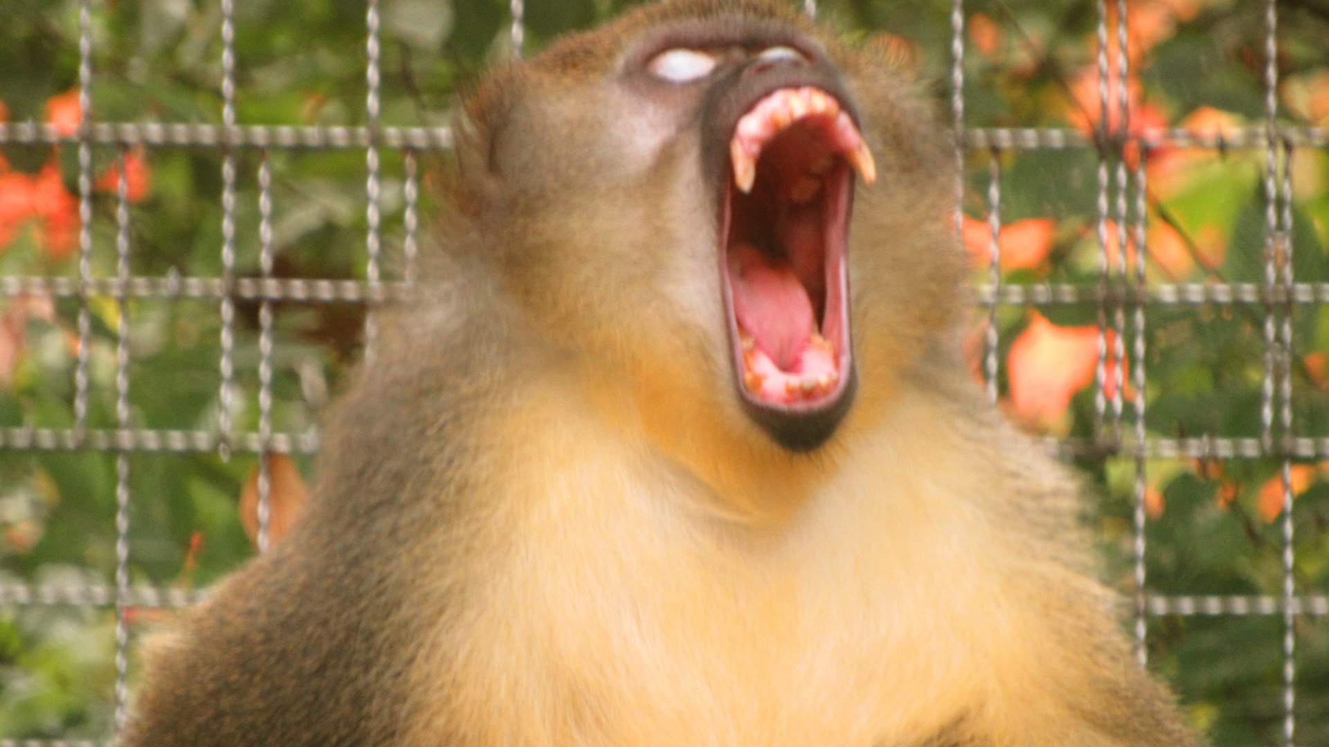 "They Ain't Gonna Mess With Me!"