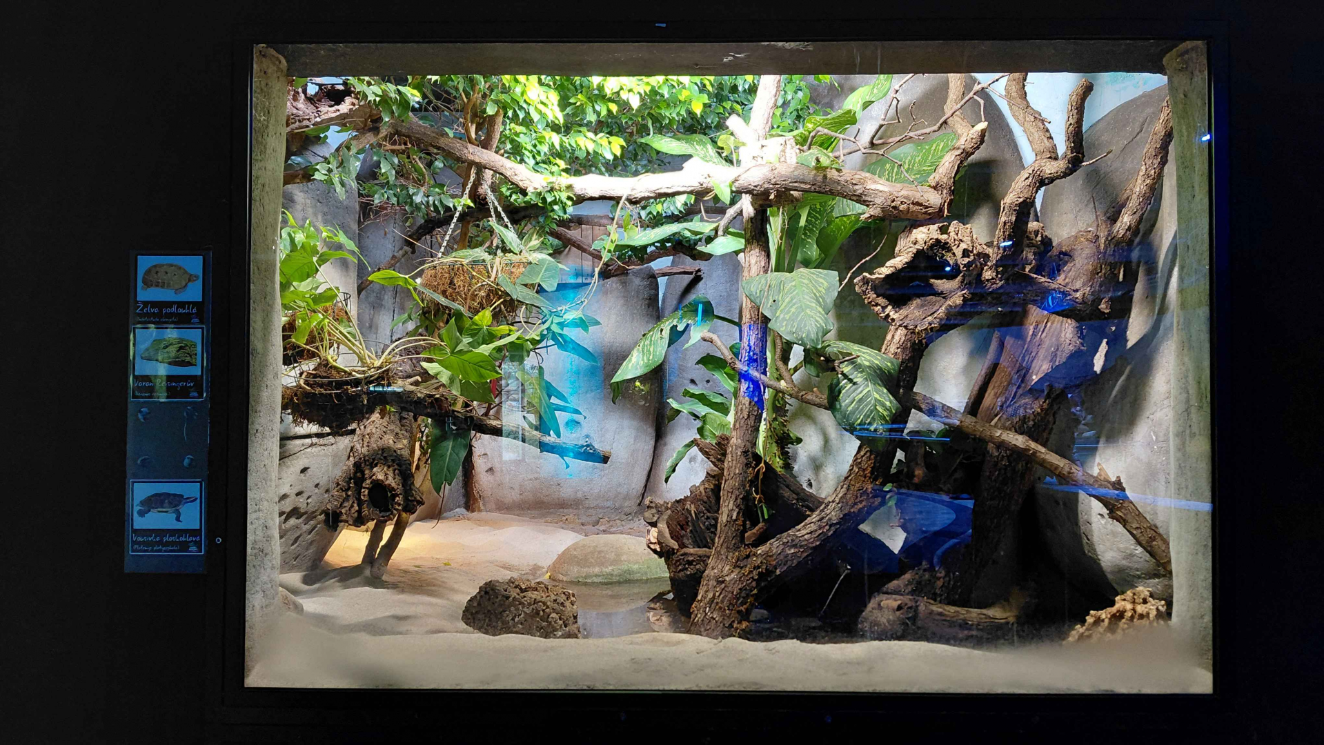 They bay of the rays - big terrarium