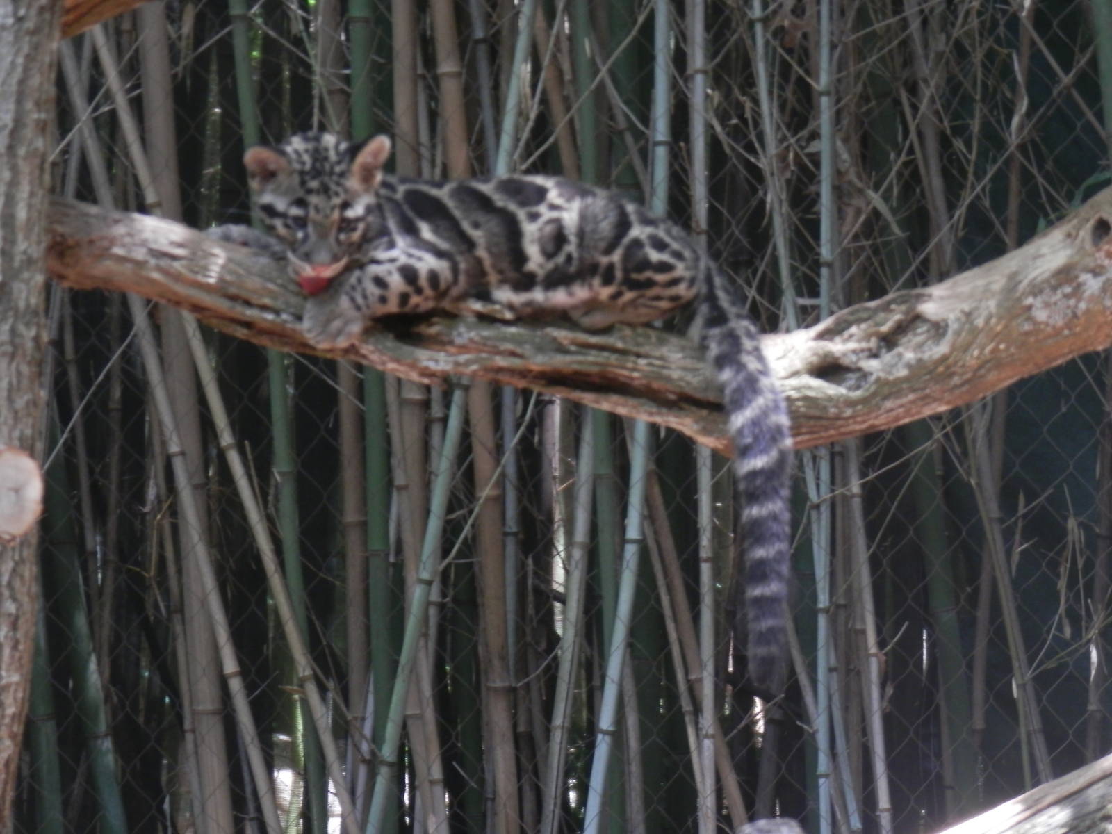 They can't get me up here, can they?