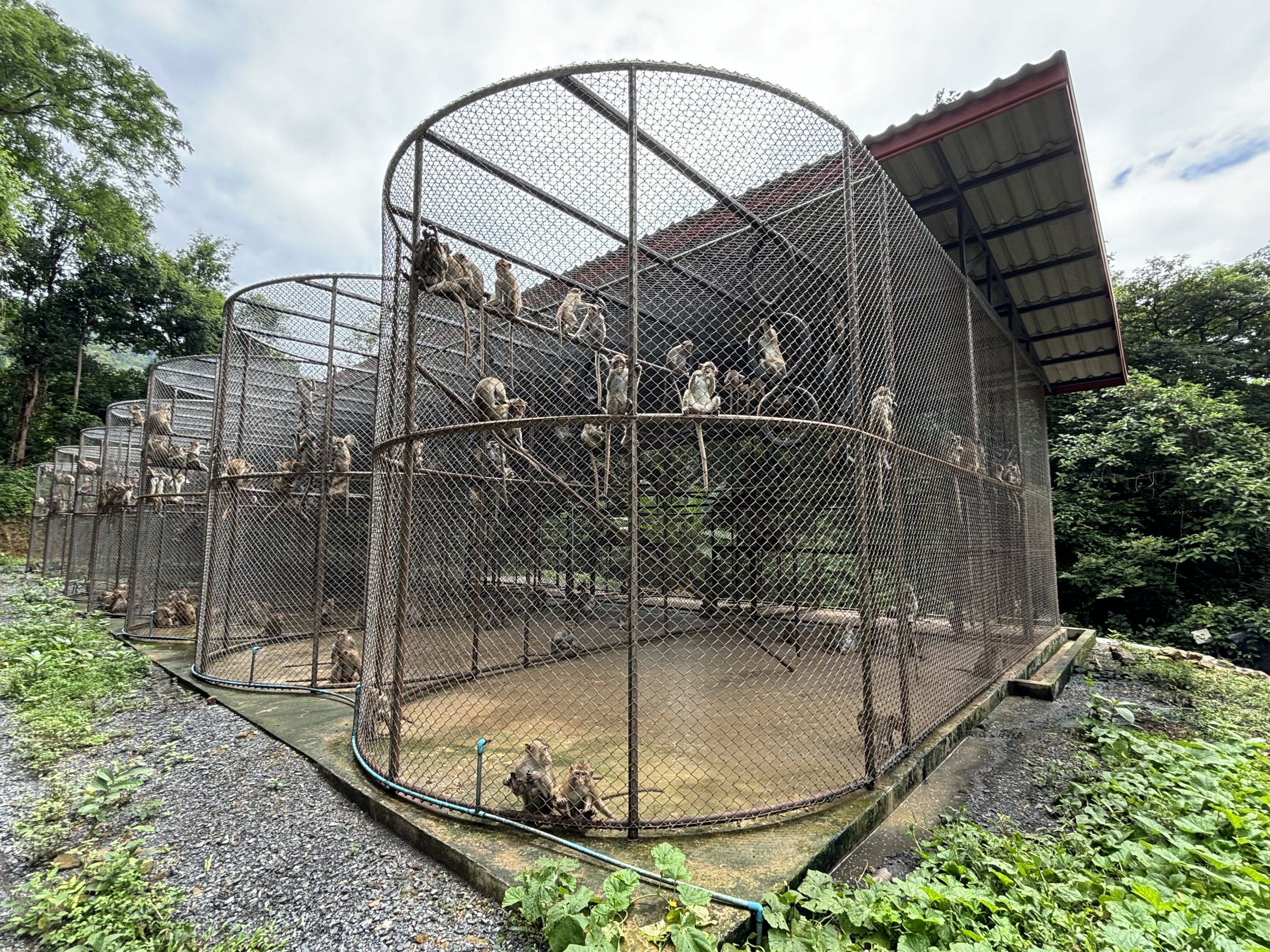 They have 1,200 Crab-eating Macaques