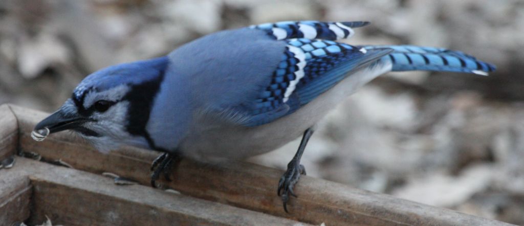 They're LOOKING at me! Now what!?