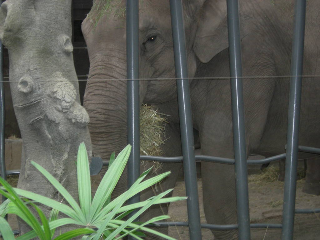 Thi Hi way at Chester zoo