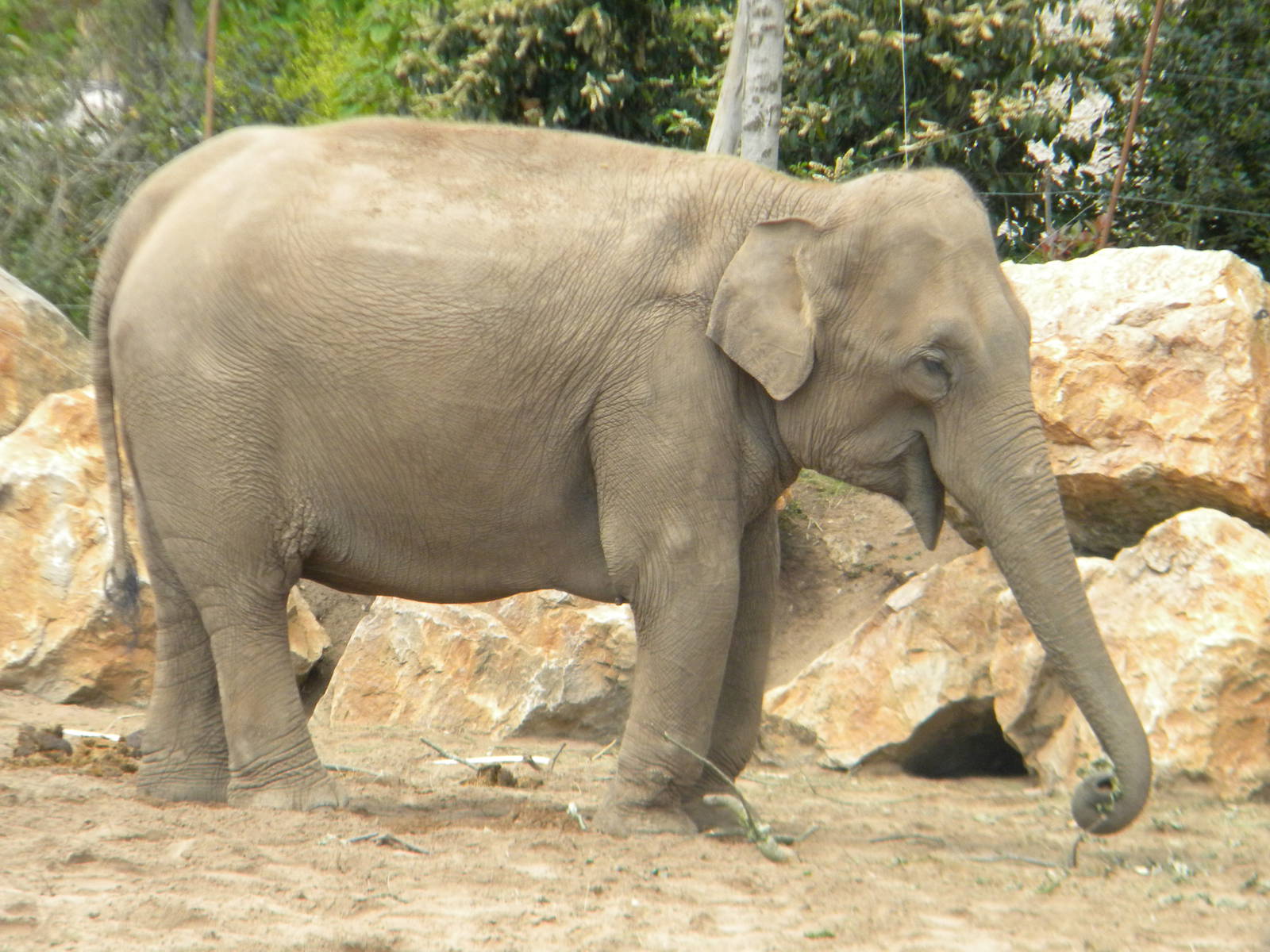 Thi the Asian Elephant at Chester Zoo 11/06/11