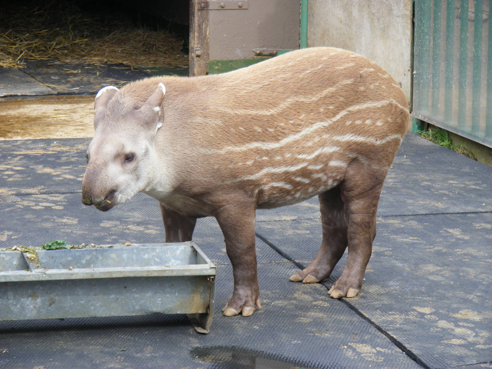 Thiago the Brazilian tapir at Paradise Wildlife Park, 5 September 2010