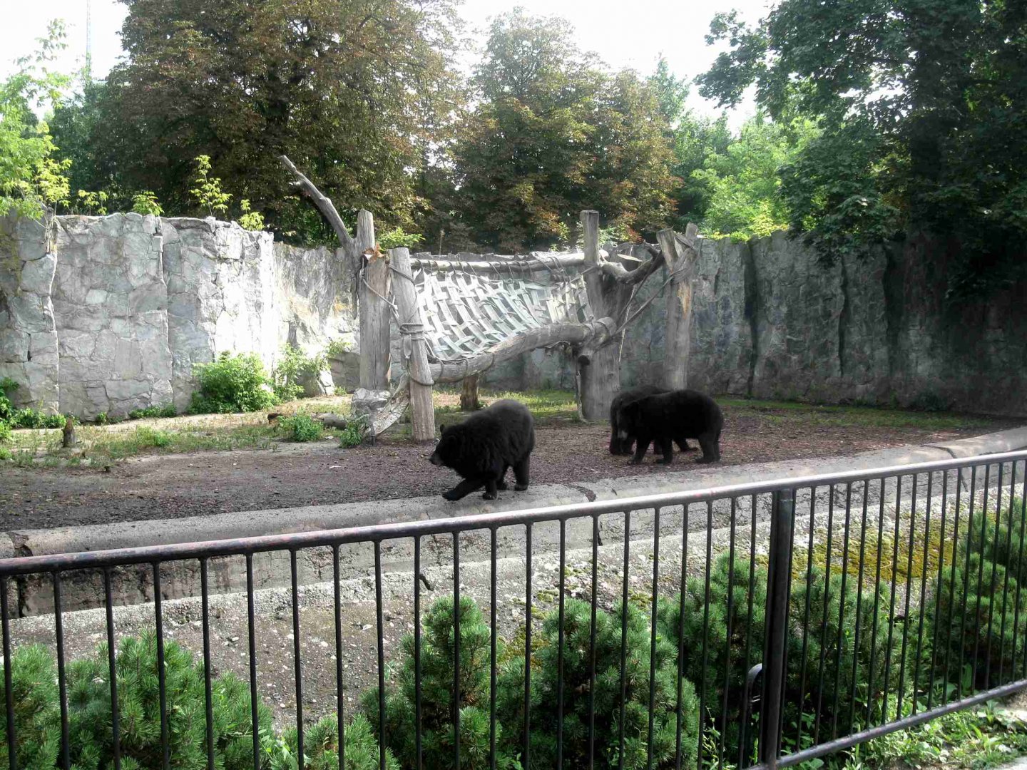Thibetan Bears enclosure - 08.2013