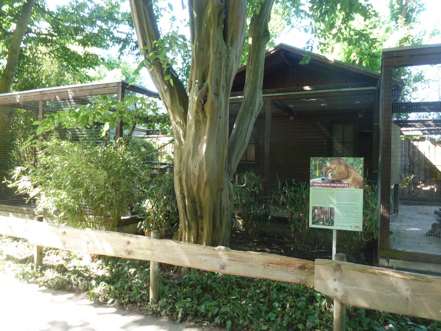 Thibetan golden cat night quarters & left-winged enclosure