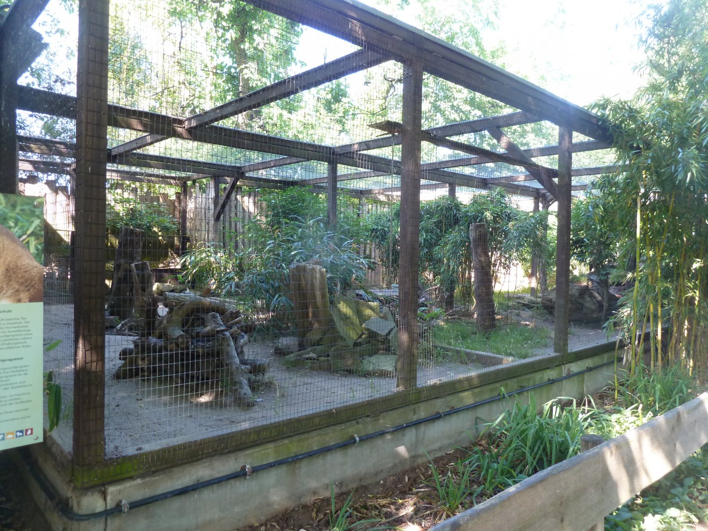 Thibetan golden cat - Right-winged enclosure