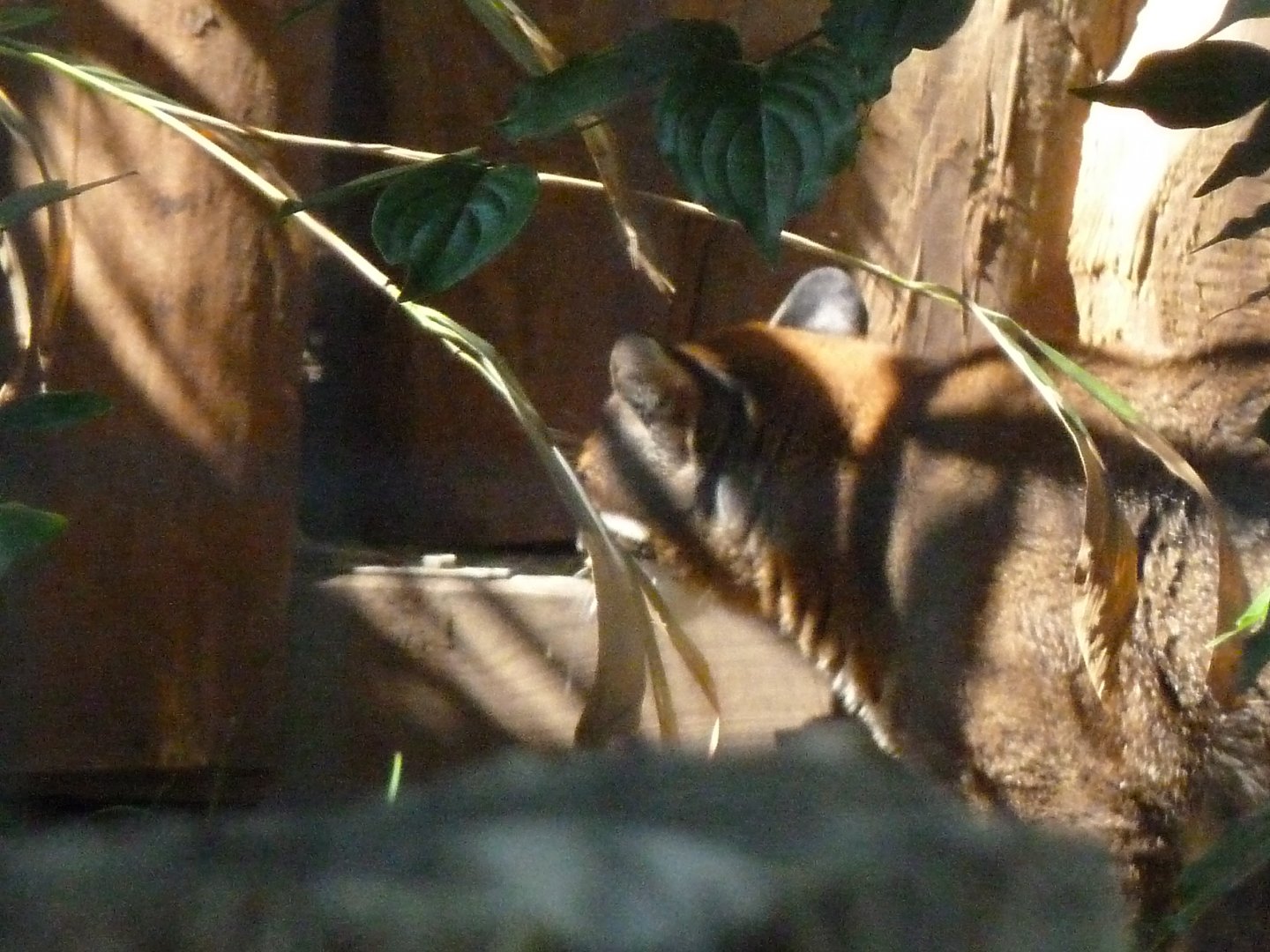 Thibetan golden cat 'Swai-fai'