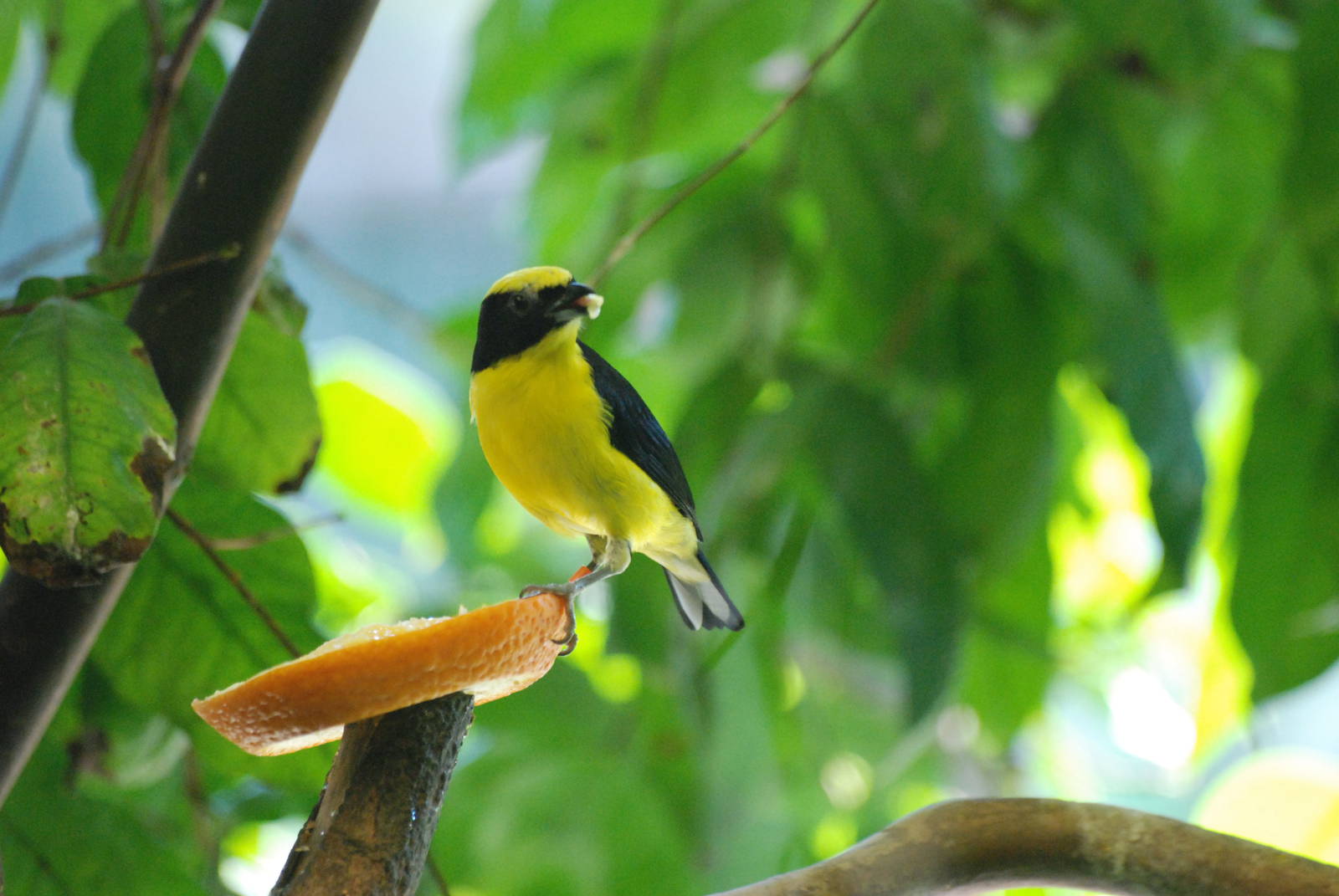 Thick-billed Euphonia at Leipzig, 02/09/11