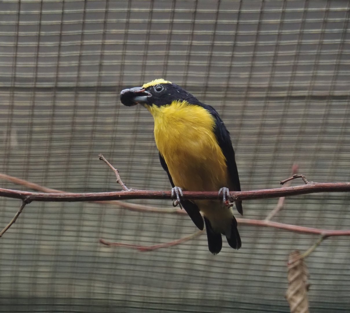 Thick-billed euphonia (Euphonia laniirostris), 2024-05-22