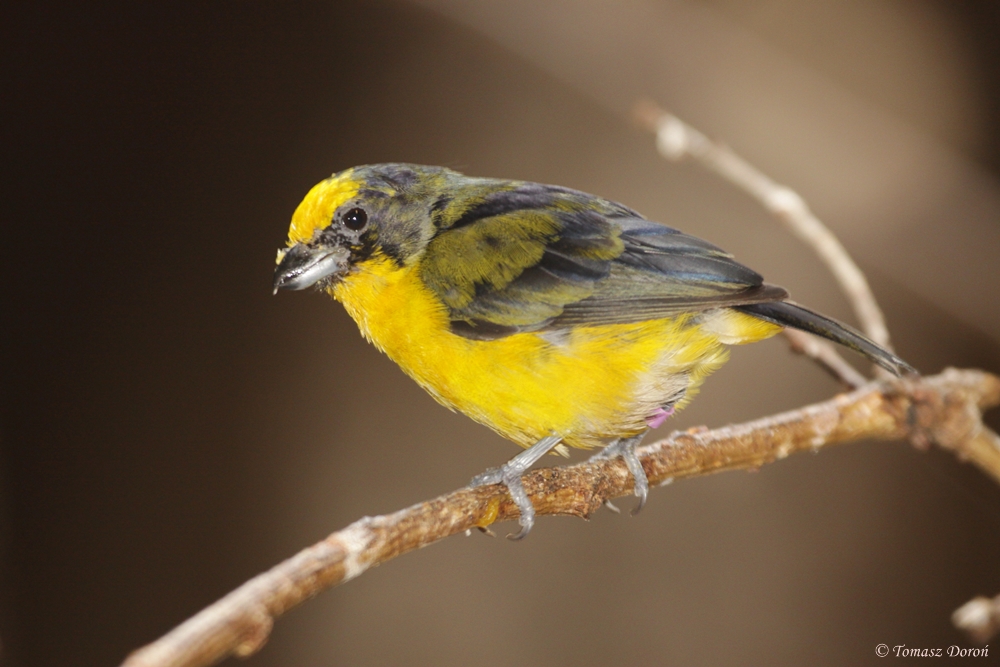 Thick-billed Euphonia (Euphonia laniirostris) male